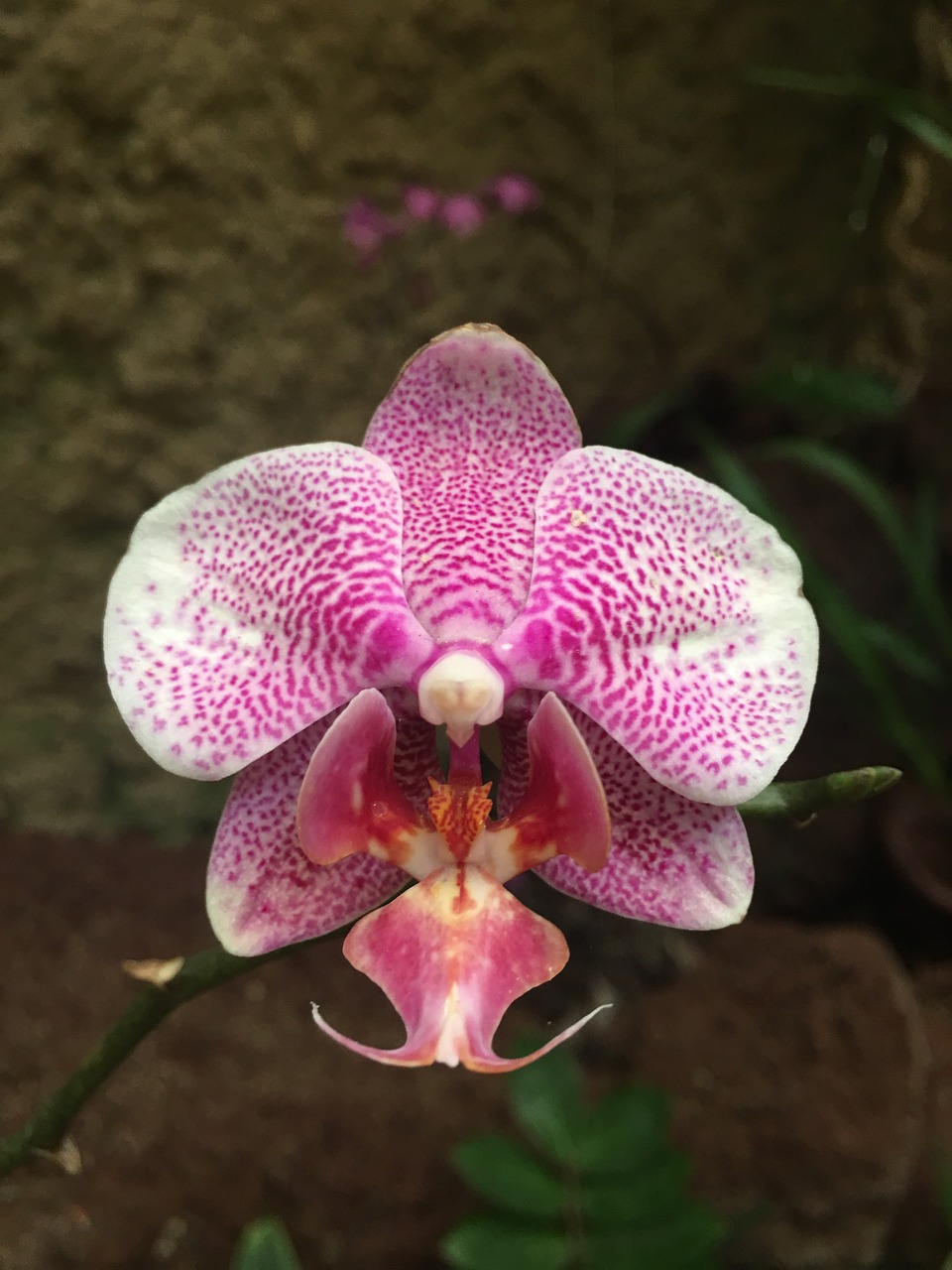 orchid pink individually free photo