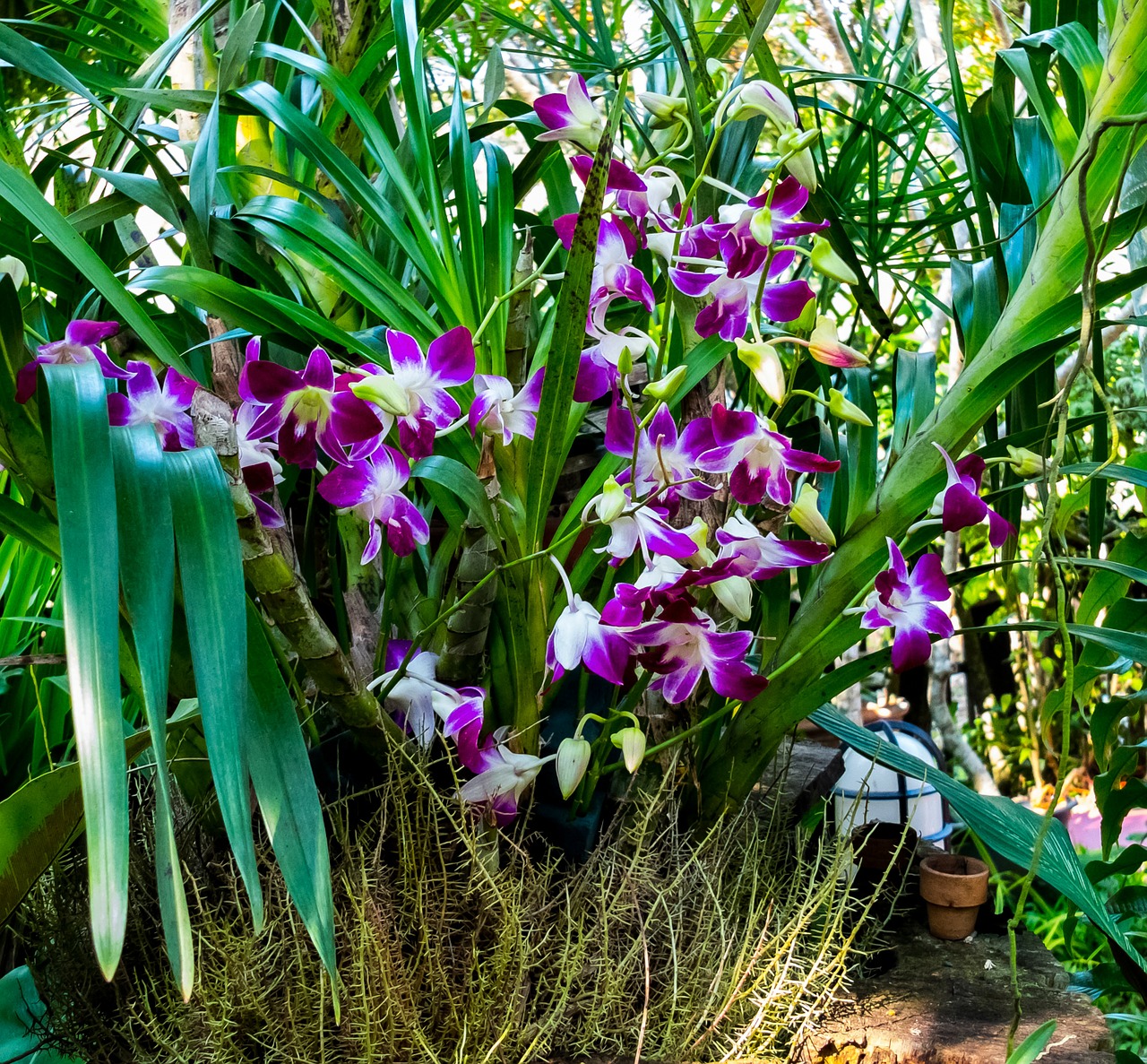 orchid flower blossom free photo