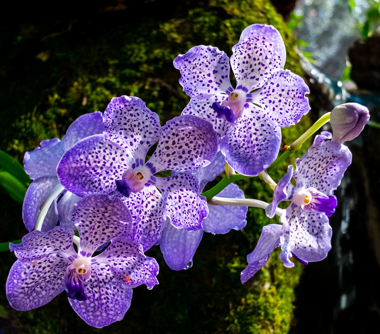 orchid flower blossom free photo