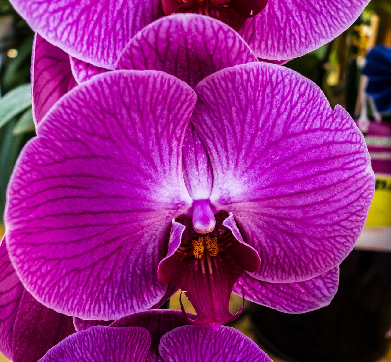 orchid flower blossom free photo