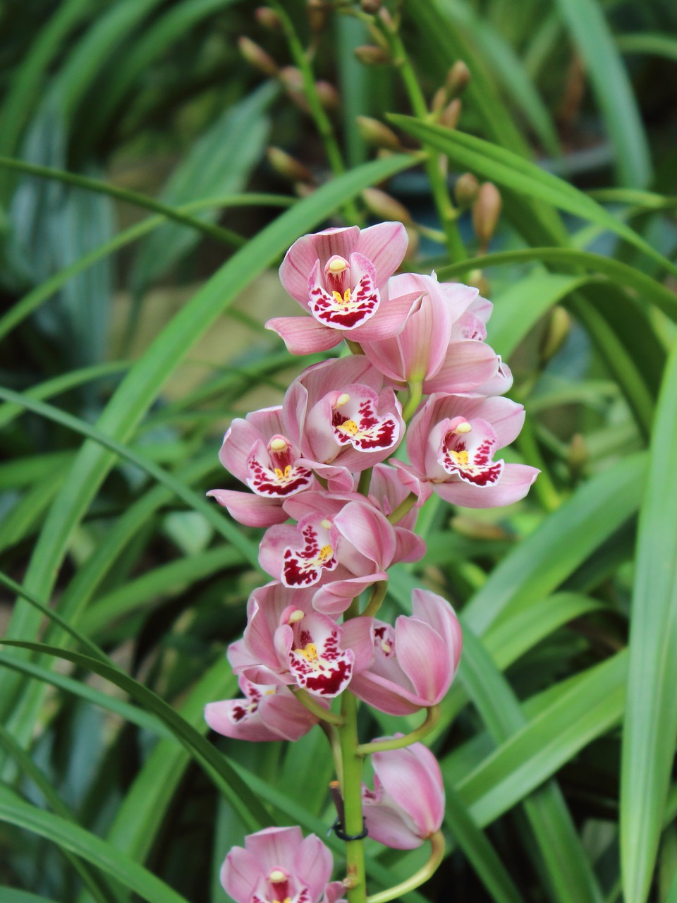 orchid flower spring free photo