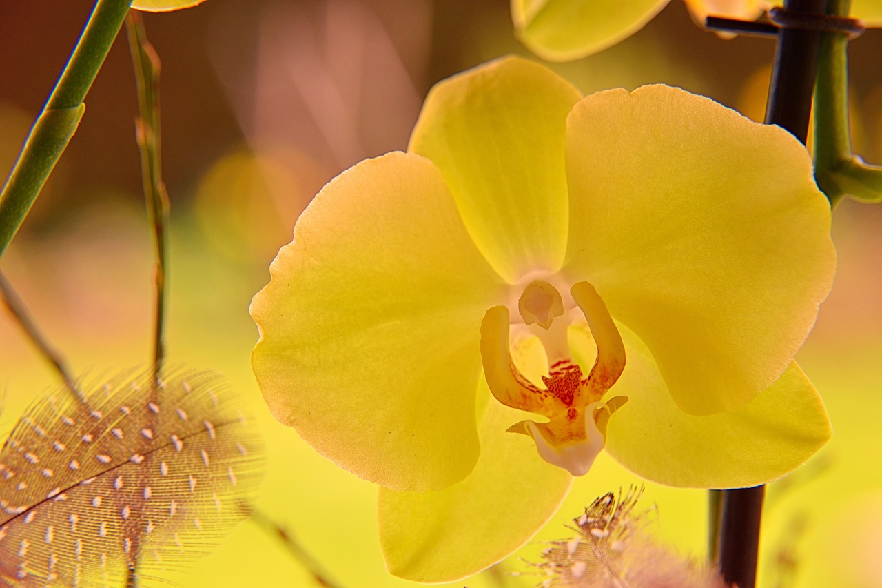 orchid blossom bloom free photo