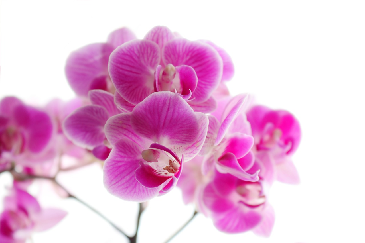 orchid phaleonopsis art free photo