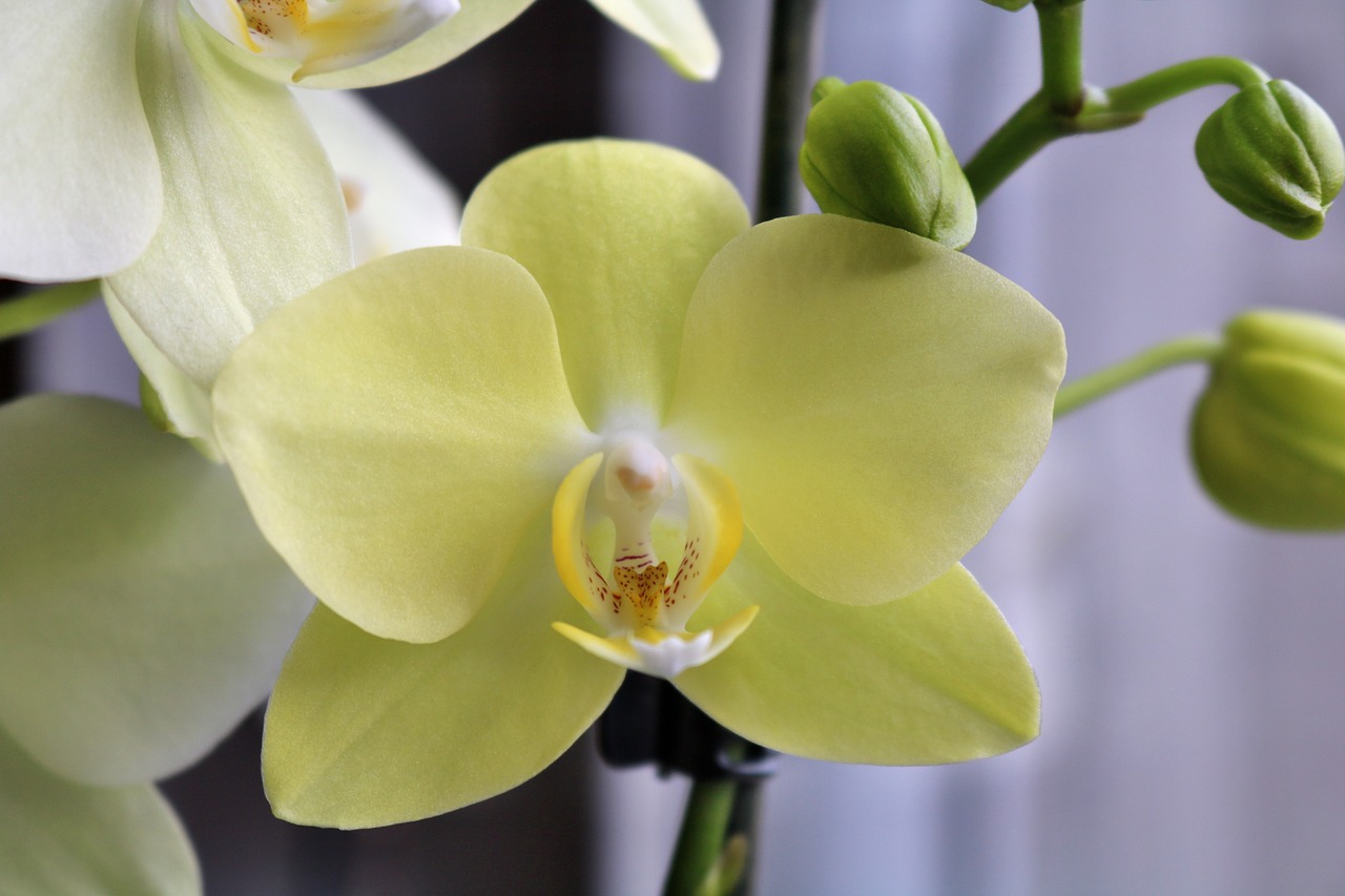 orchid yellow plant free photo