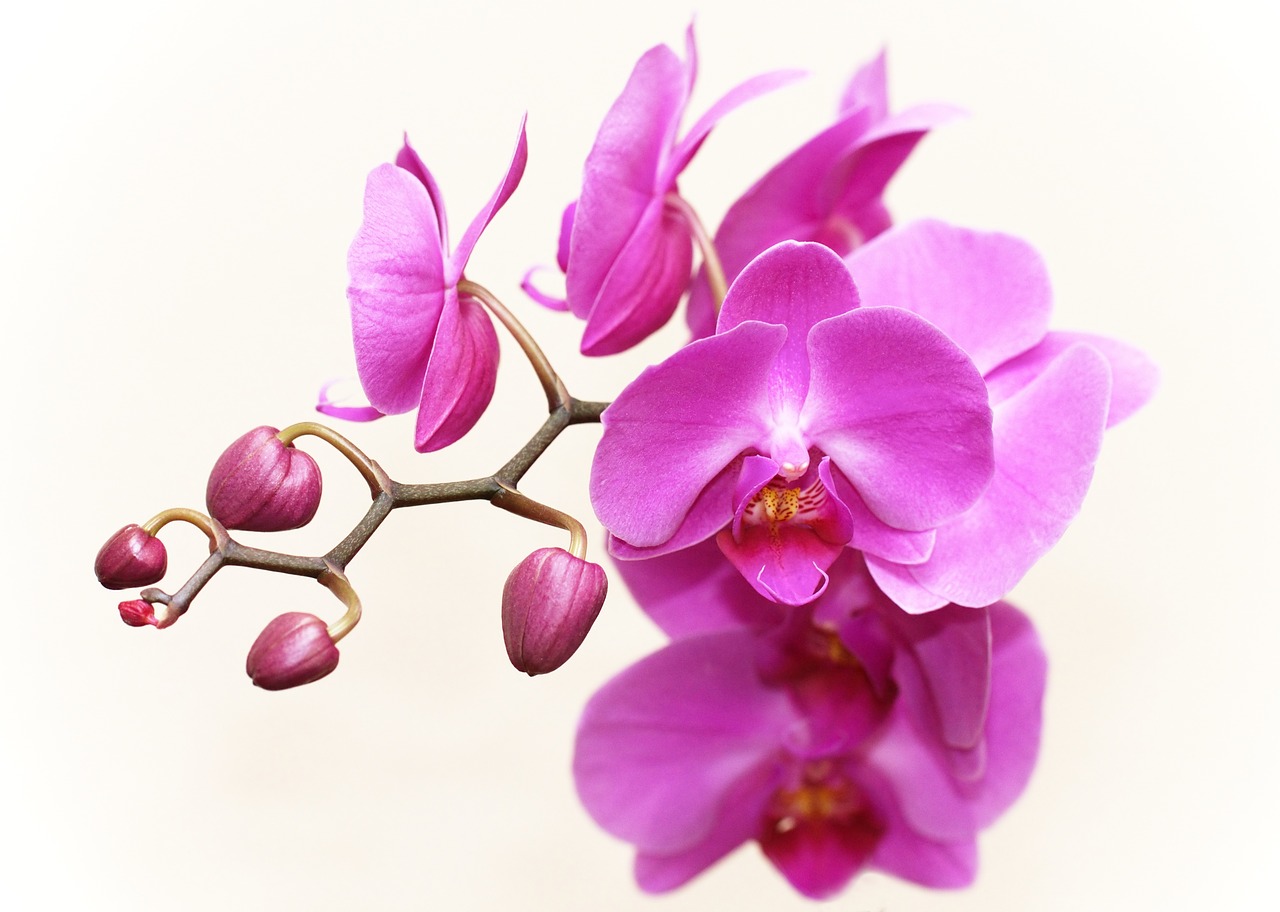 orchid plant flower free photo