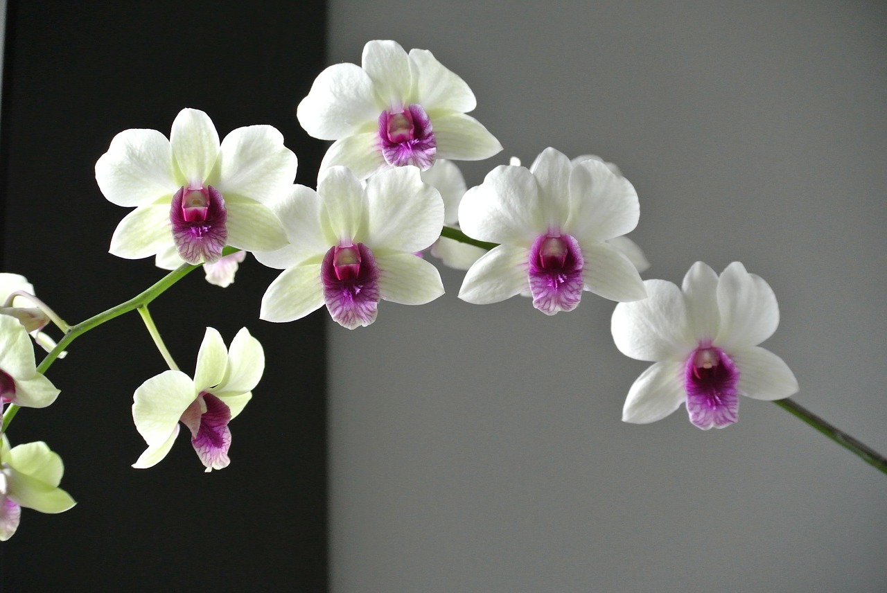 orchid flower beautiful port free photo