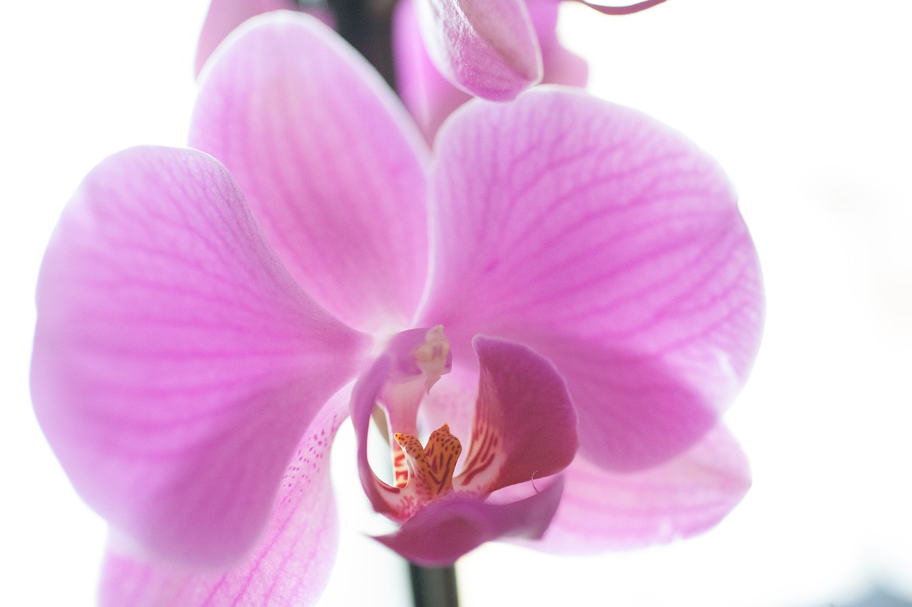 orchid pink potted free photo