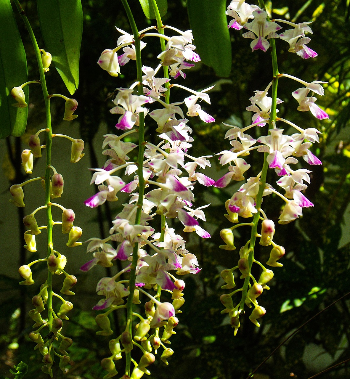 orchid flower flowers free photo