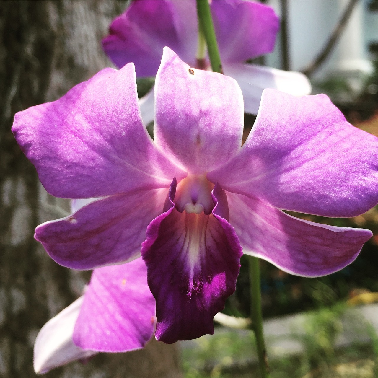 orchid flower purple flower free photo