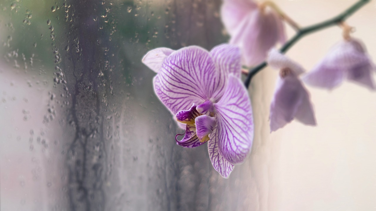 orchid flower drops free photo