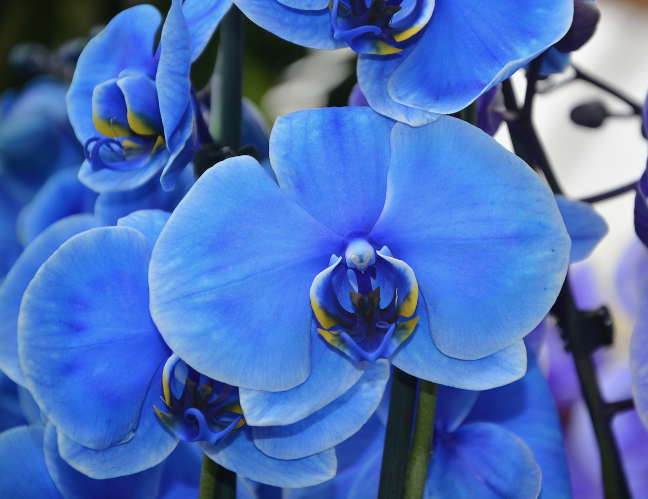 orchid flower blue free photo