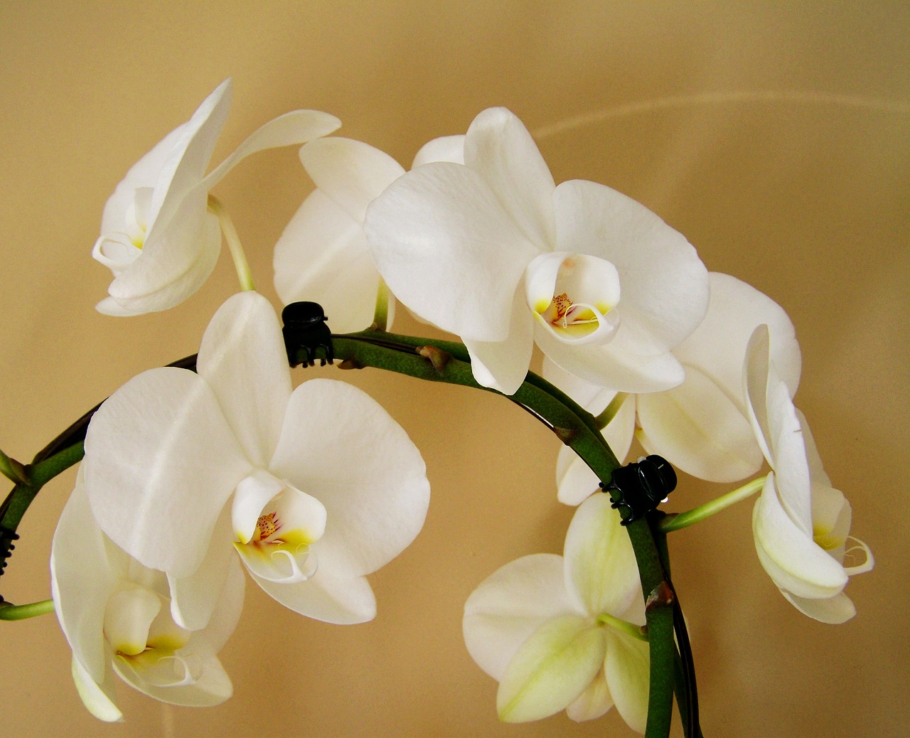 orchid white room plant free photo