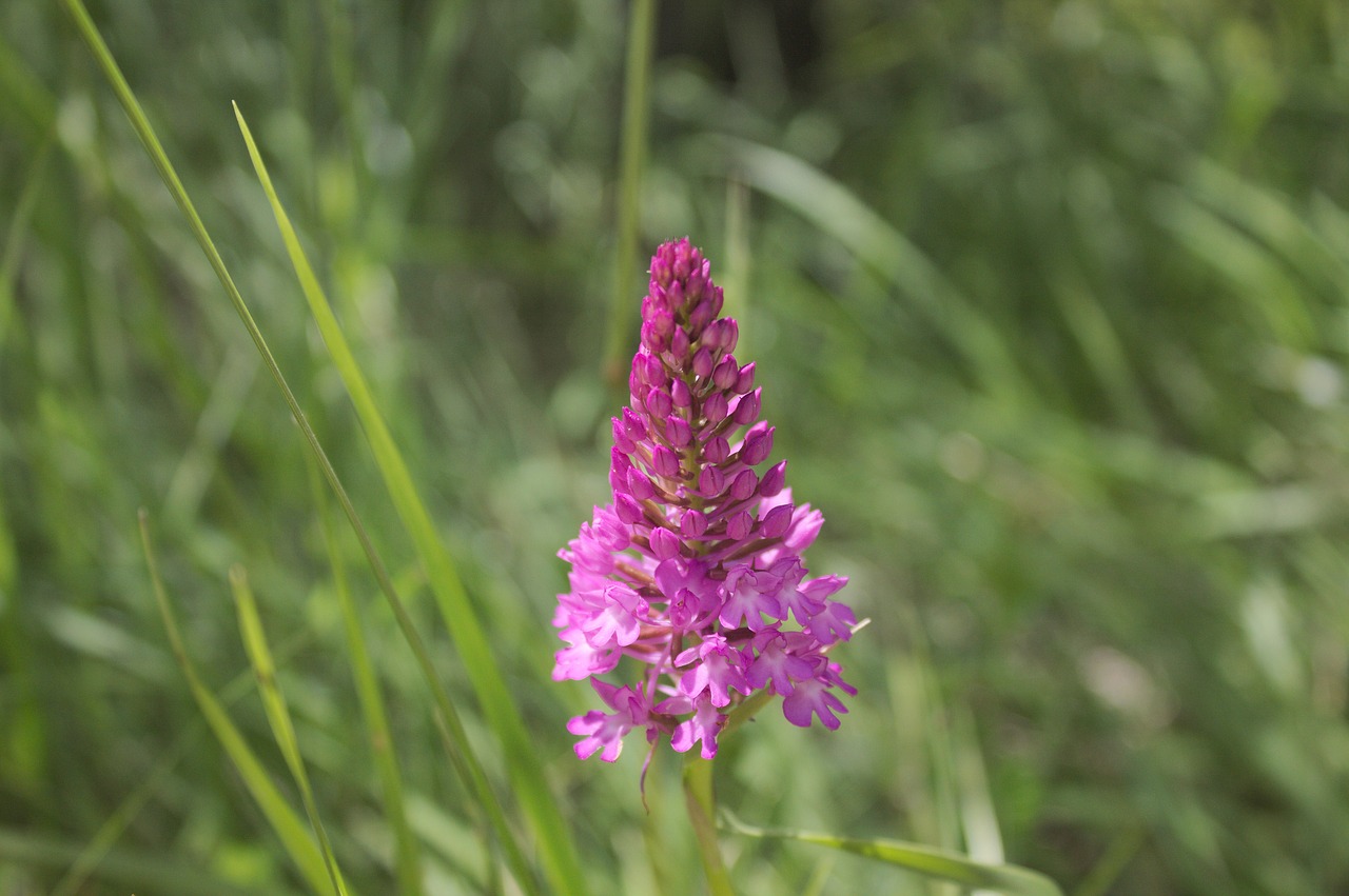 orchid nature spring free photo