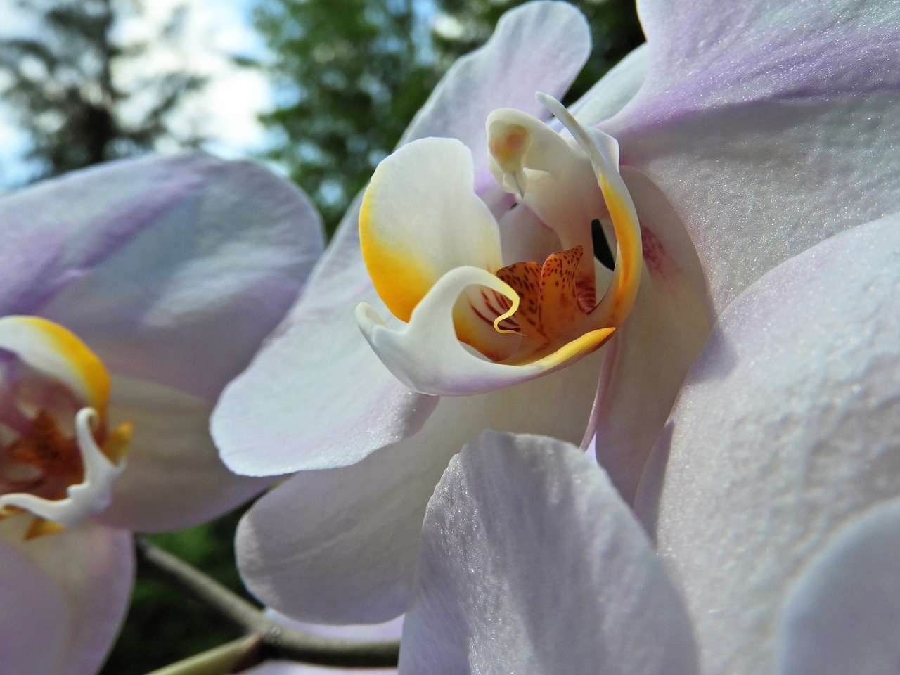 orchid plant blossom free photo