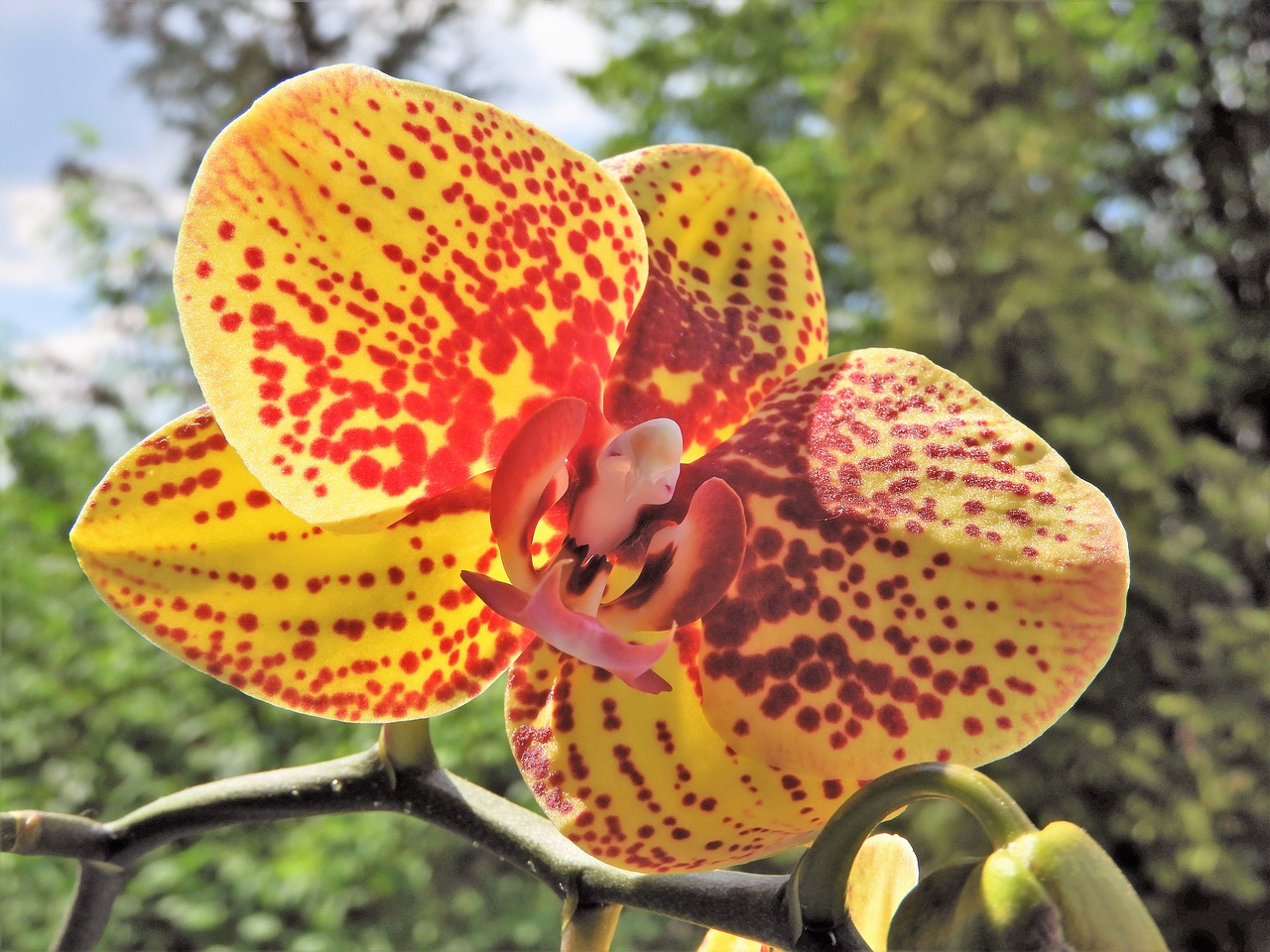 orchid plant blossom free photo