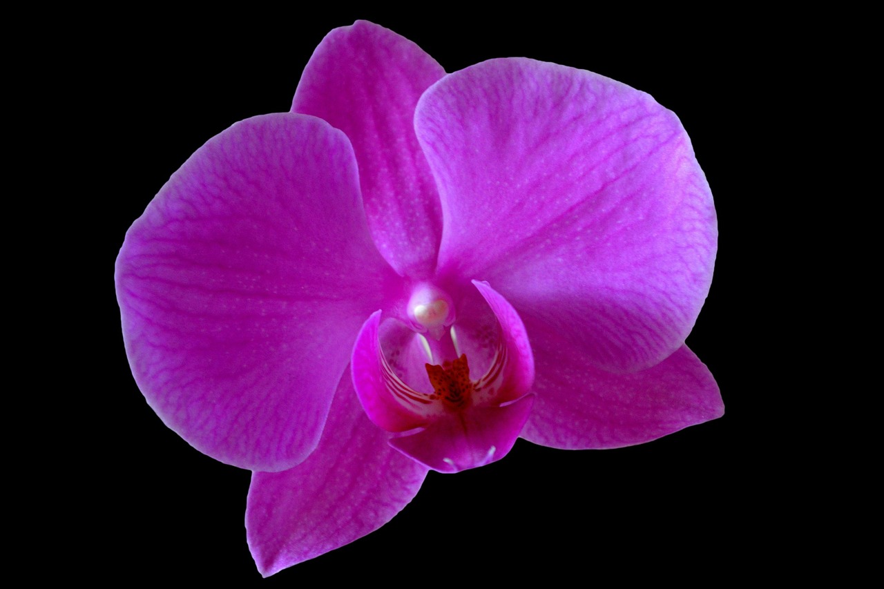 orchid flower purple free photo