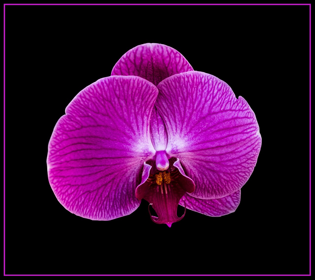 orchid blossom bloom free photo