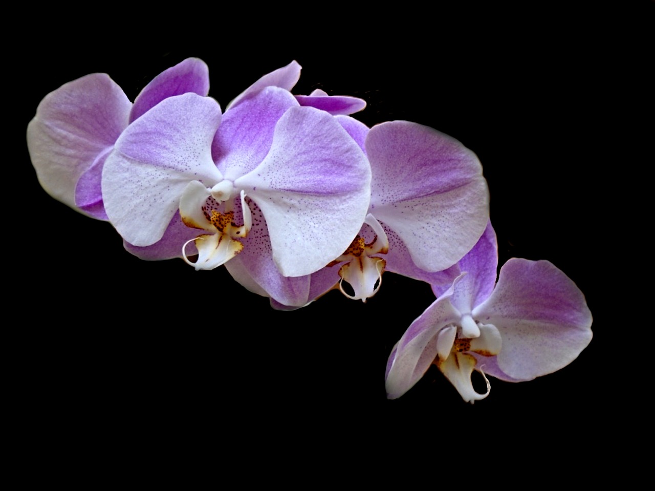 orchid flower plant free photo