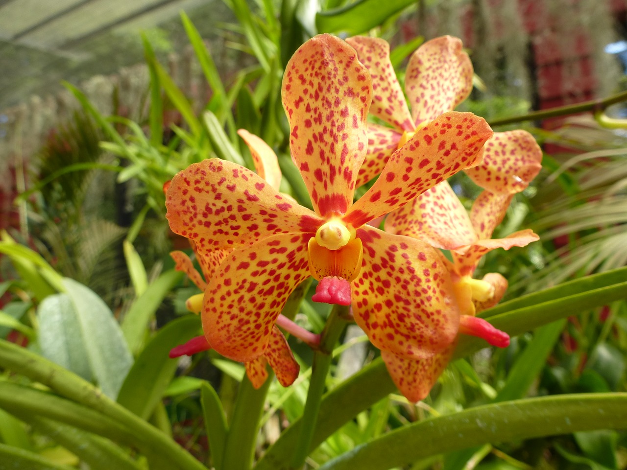 orchid orange orchid flower free photo