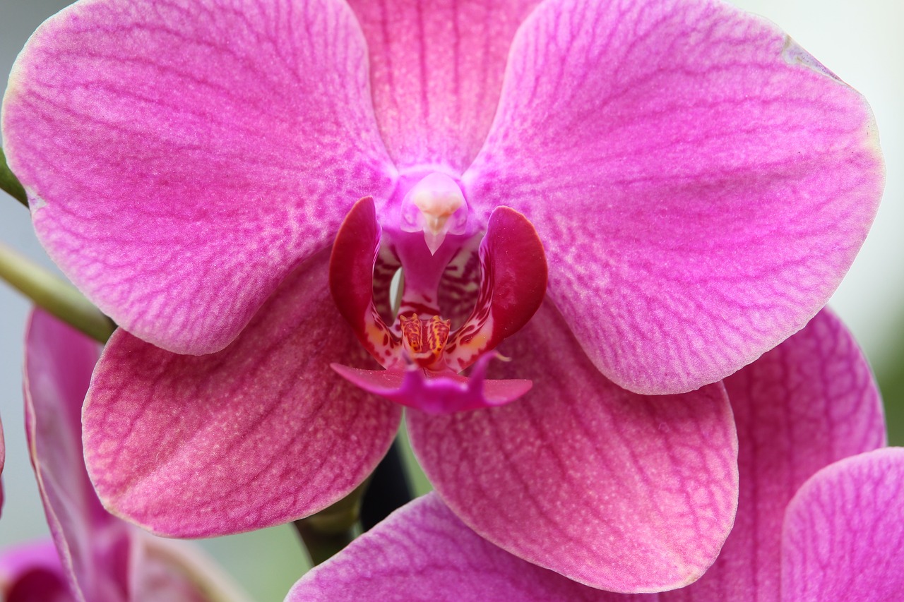 orchid pink blossom free photo
