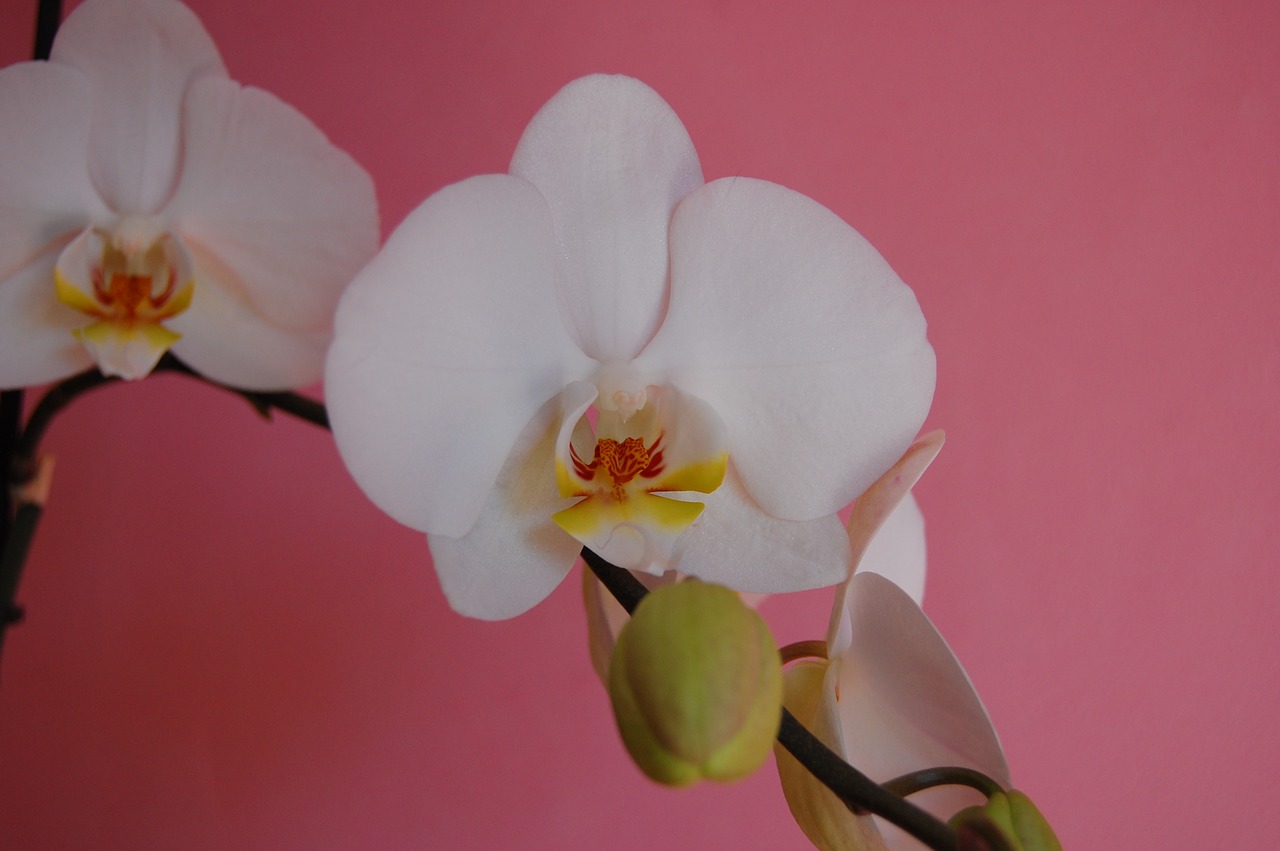 orchid flower white free photo