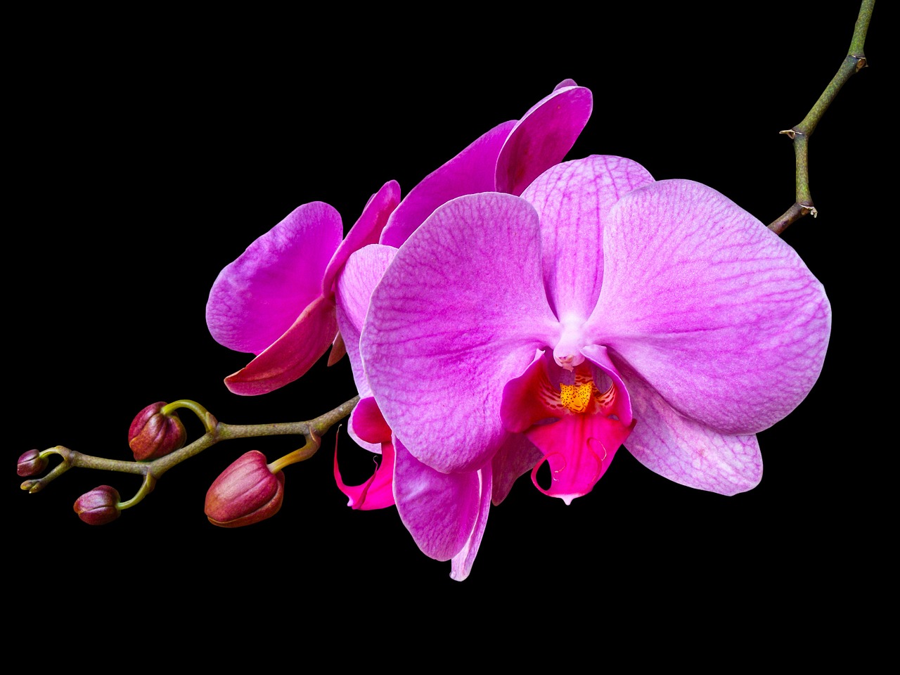 orchid blossom bloom free photo