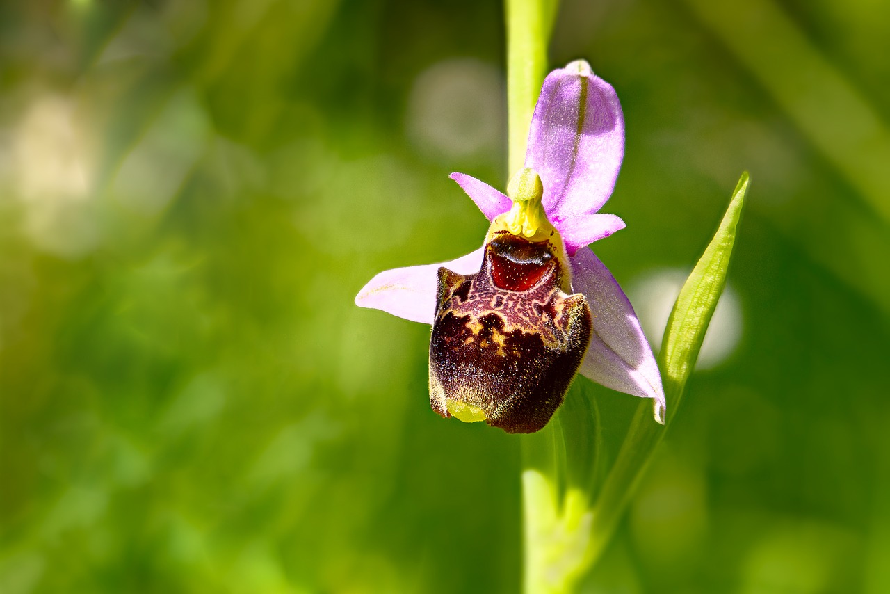 orchid ophrys flower free photo
