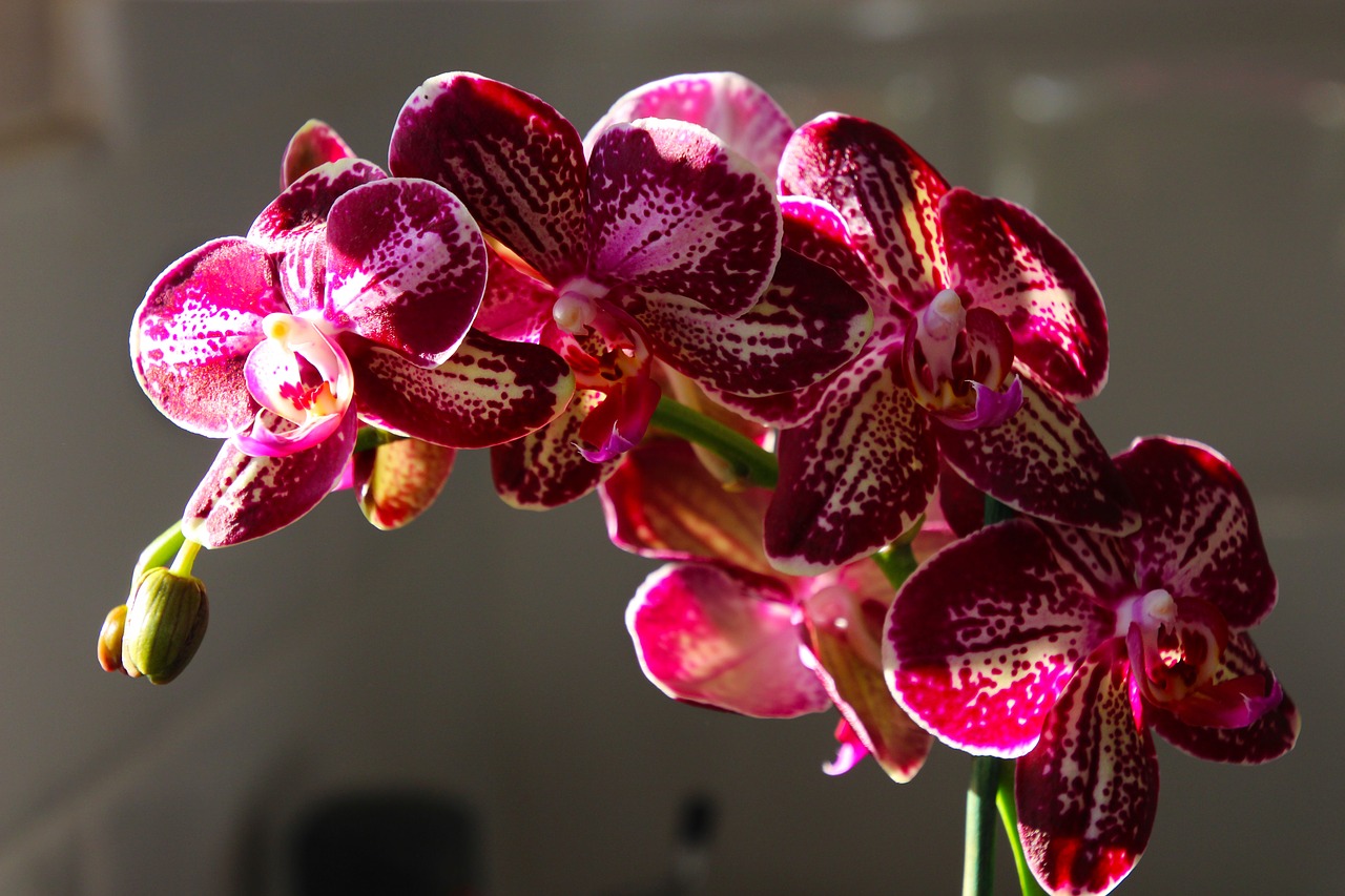 orchid flower floral free photo