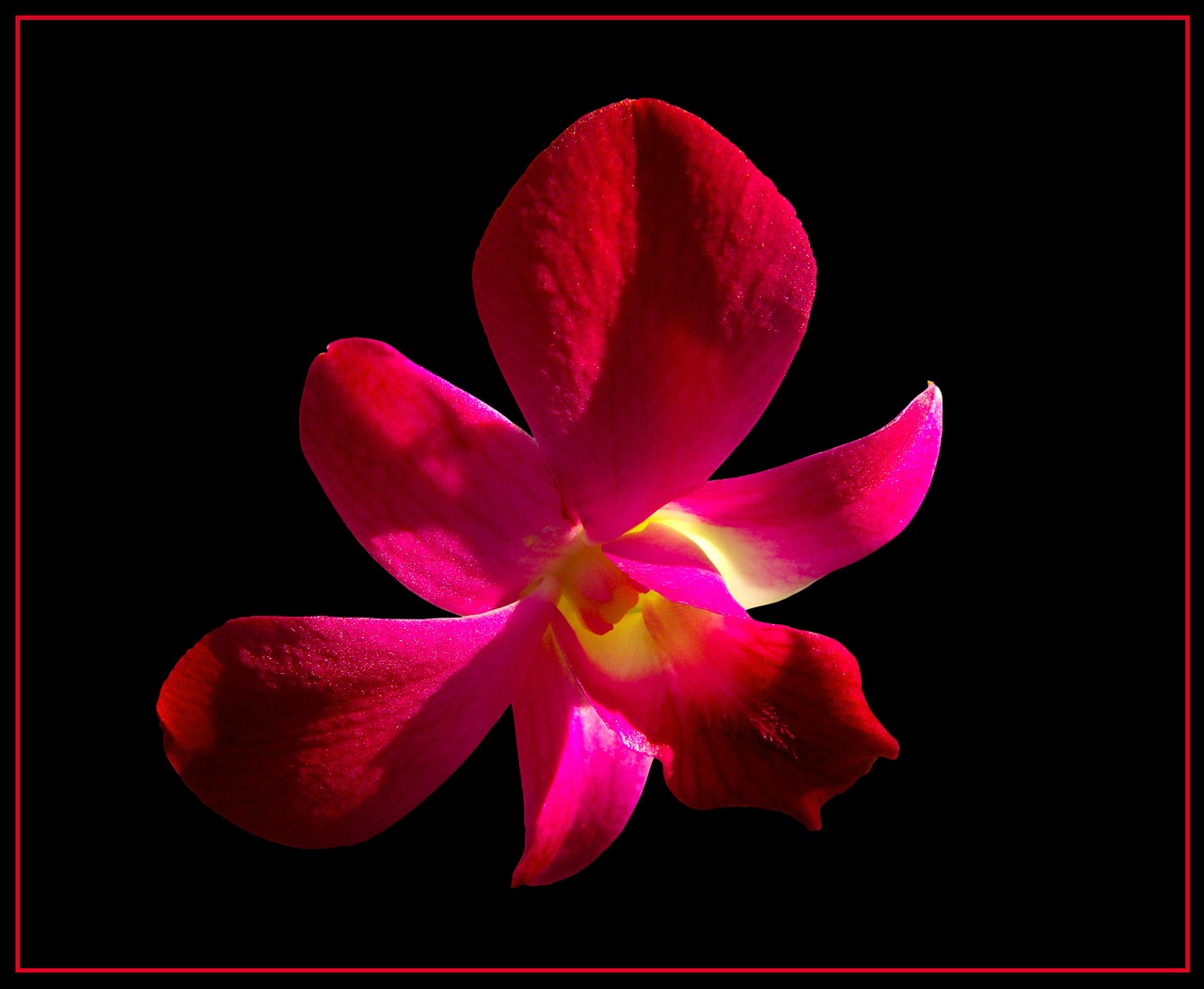 orchid blossom bloom free photo