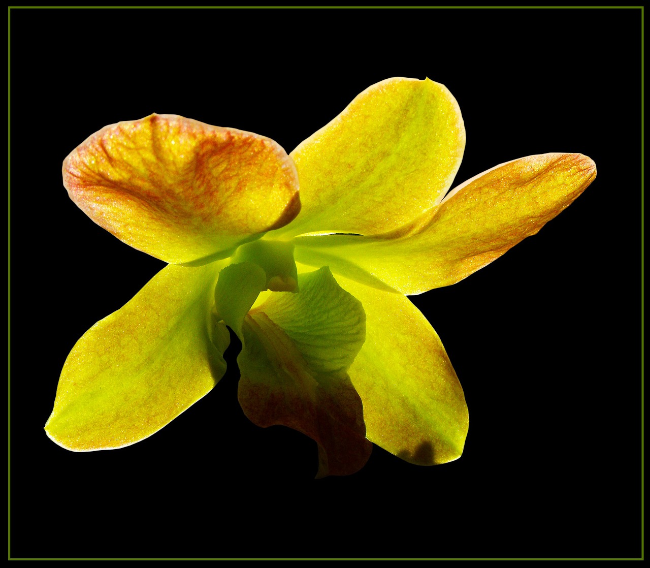 orchid blossom bloom free photo