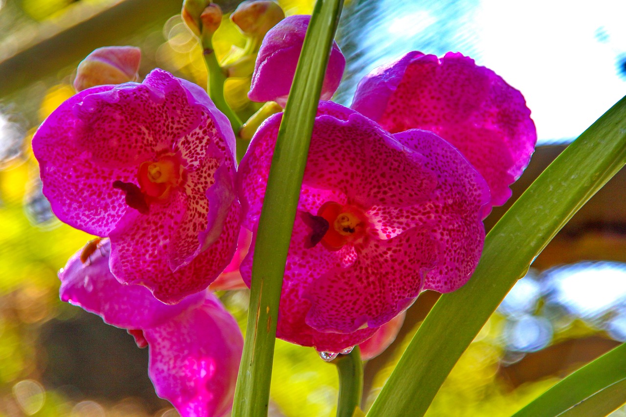 orchid orchidaceae dendrobium free photo