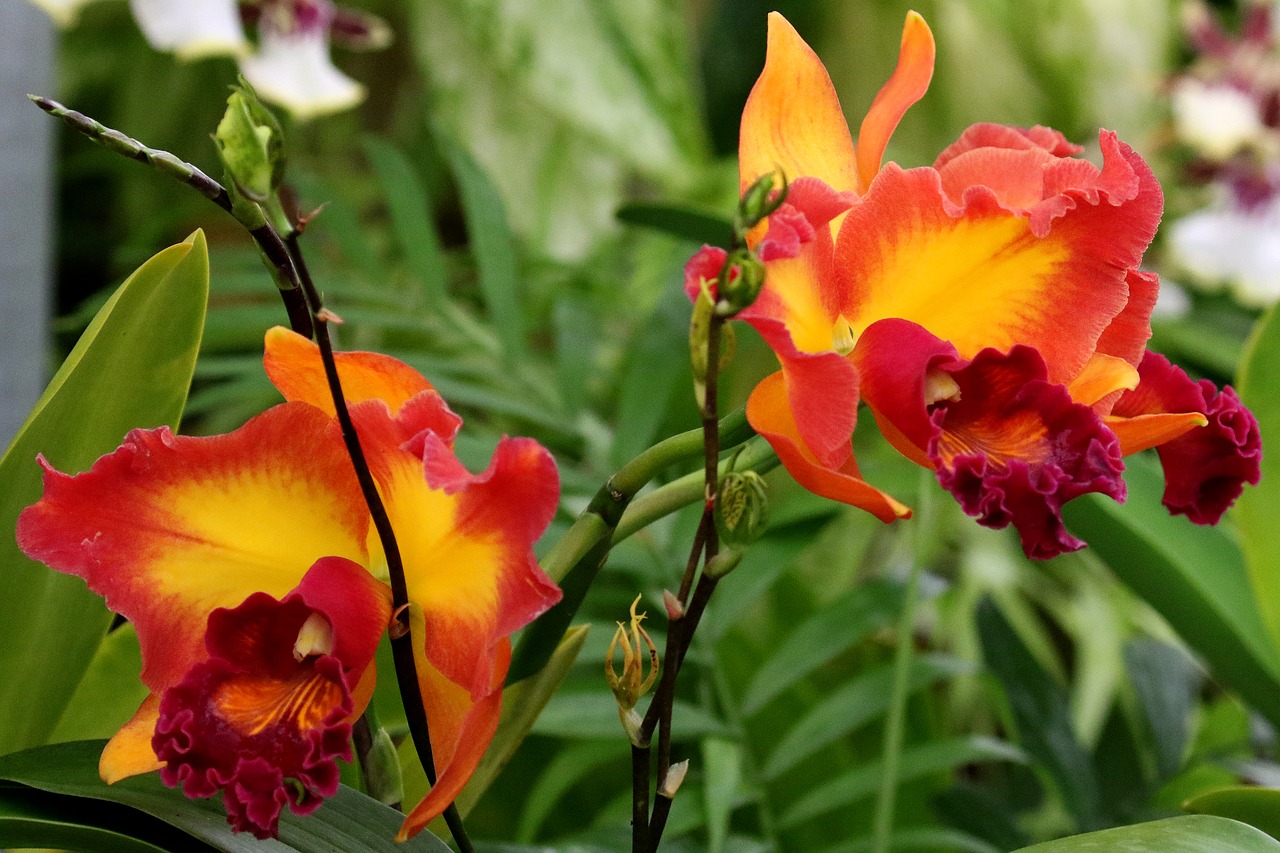 orchid orange yellow free photo