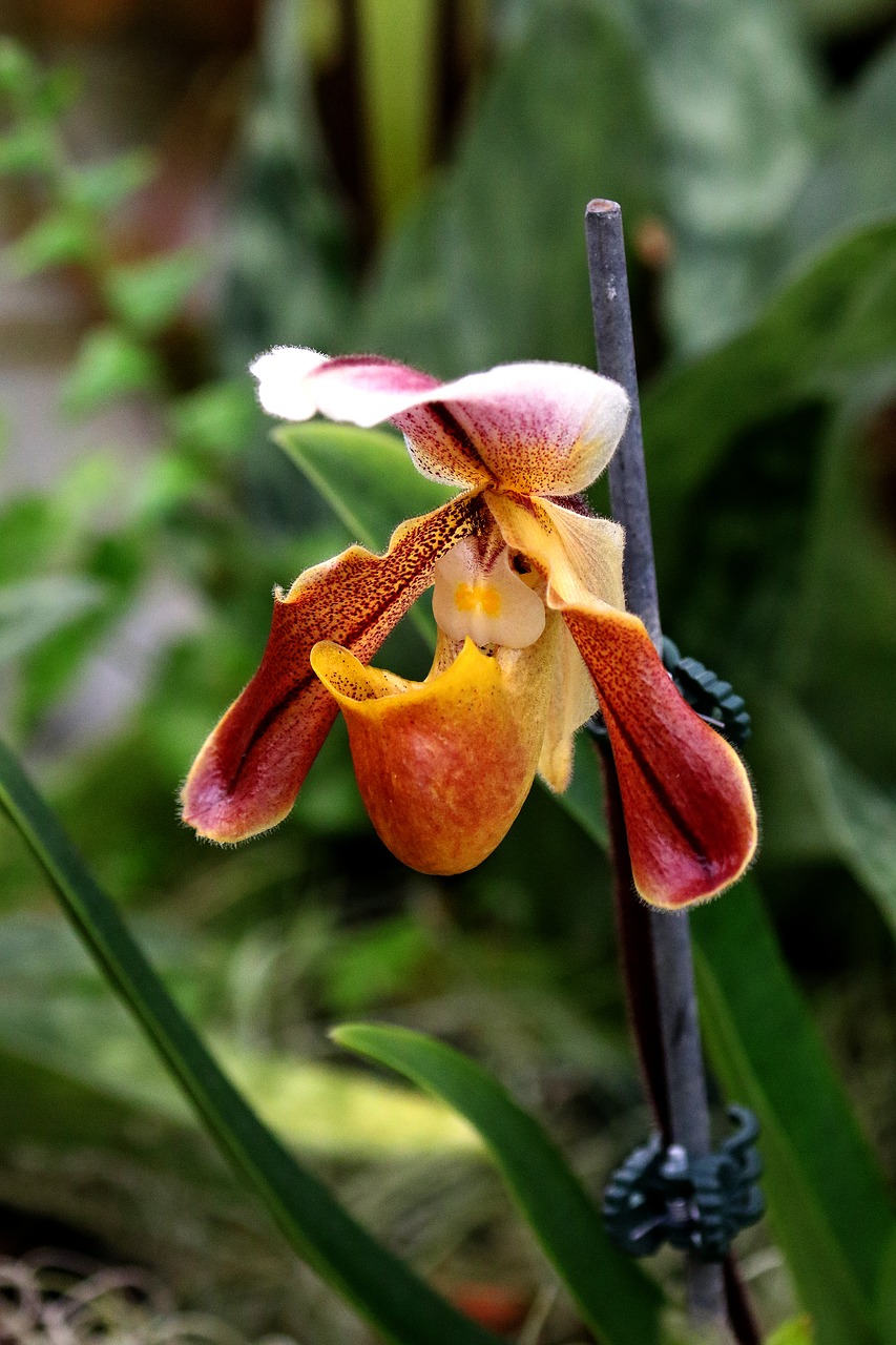 orchid flower botany free photo