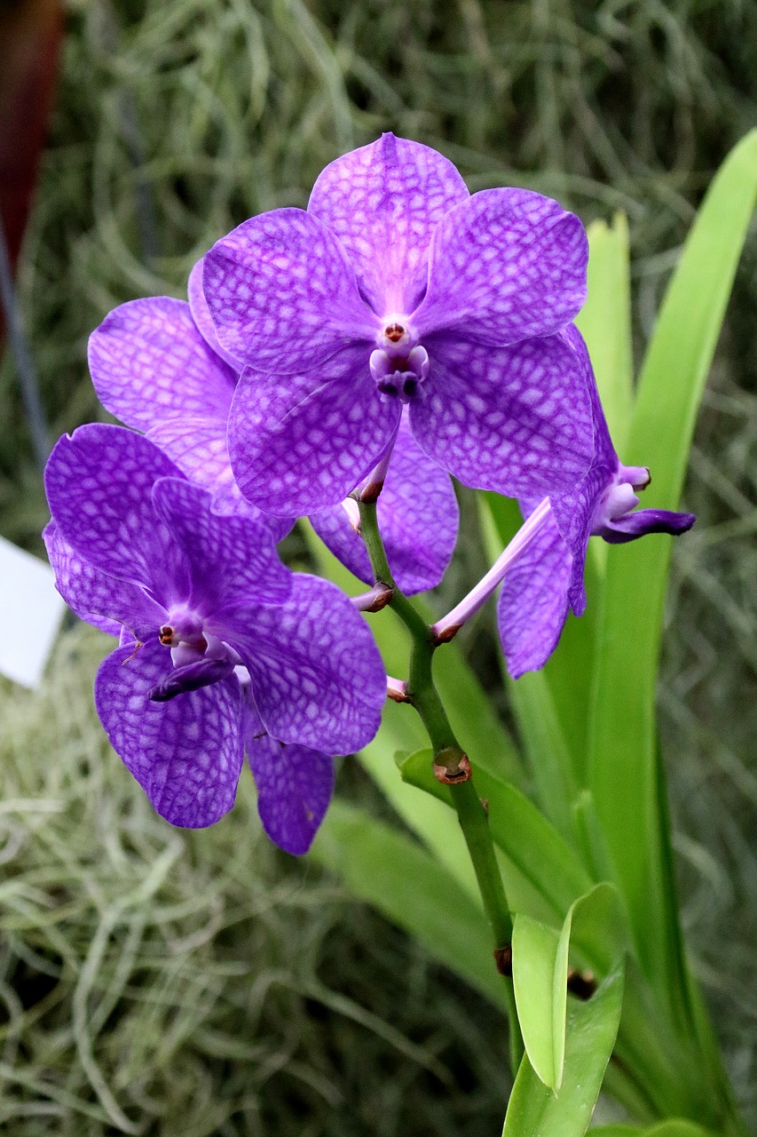 orchid flower purple free photo