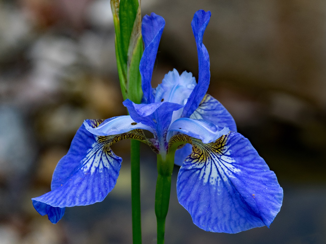 orchid flowers blue free photo