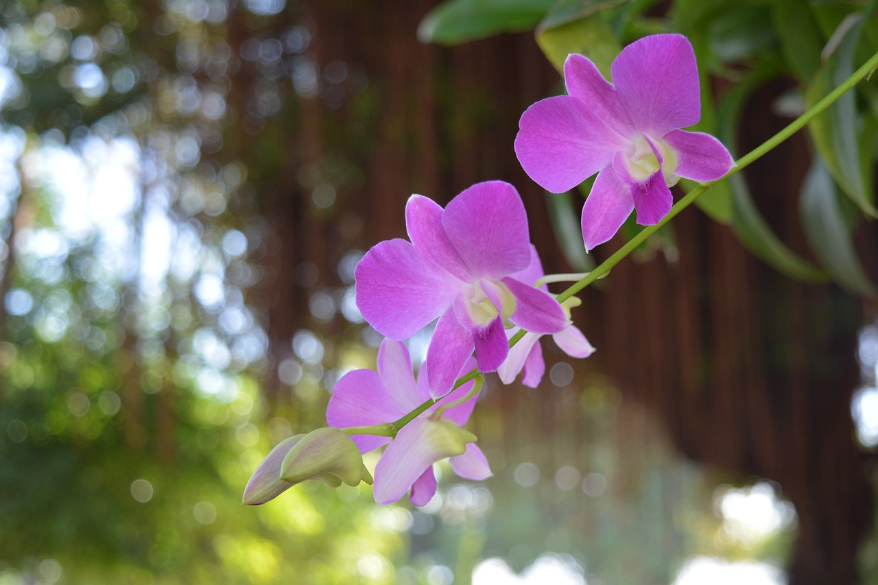 orchid thai orchid flower free photo