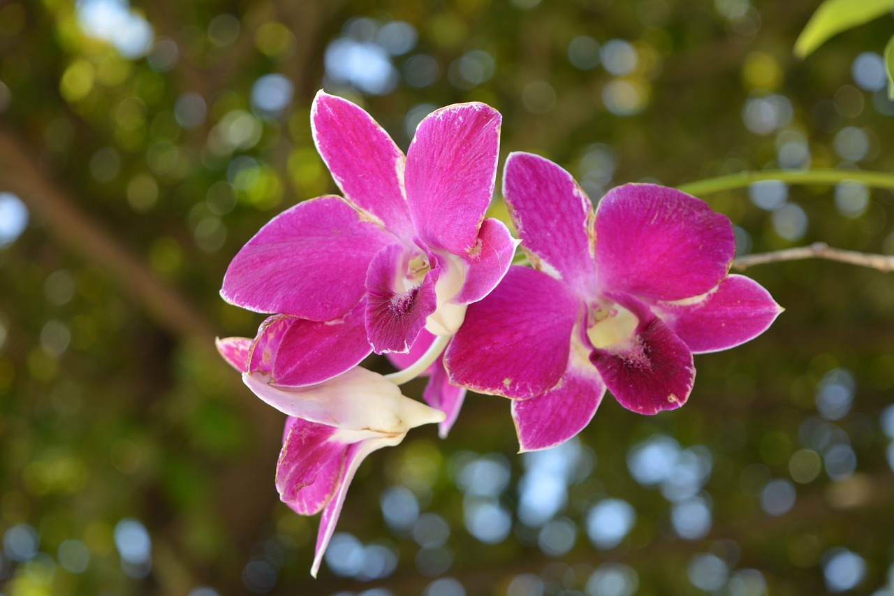 orchid thai orchid flower free photo
