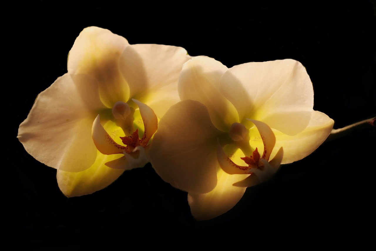 orchid blossom bloom free photo