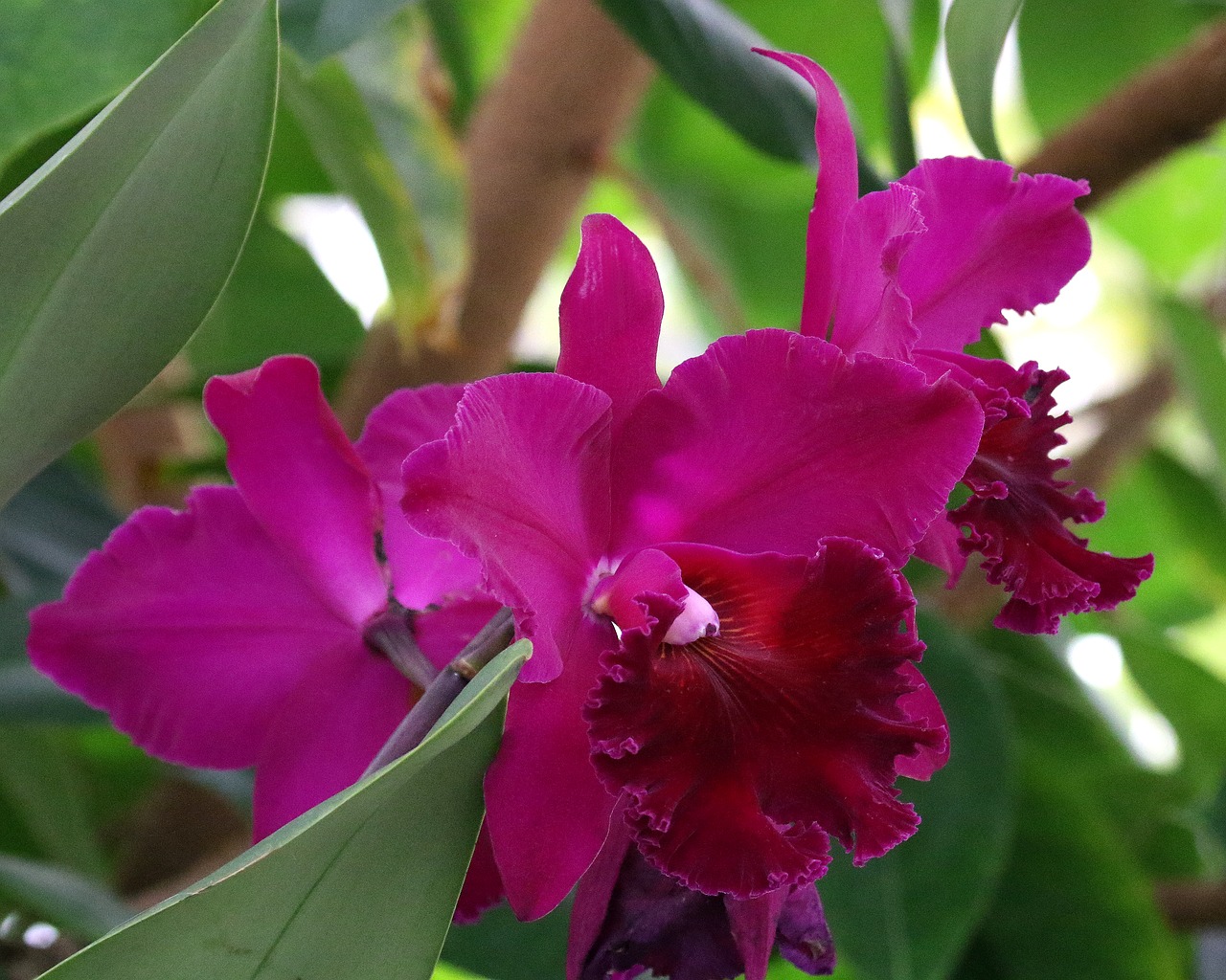 orchid fuchsia flower free photo