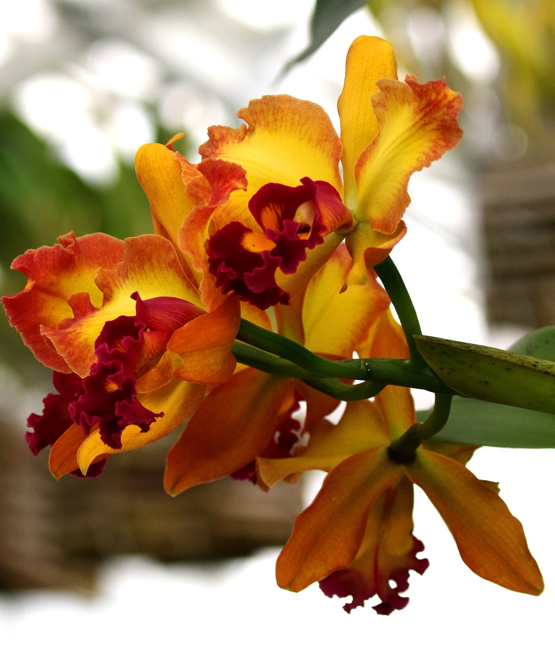 orchid yellow orange free photo