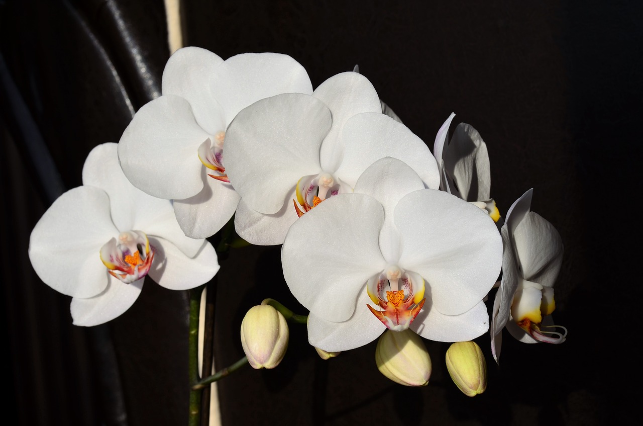 orchid white flower free photo