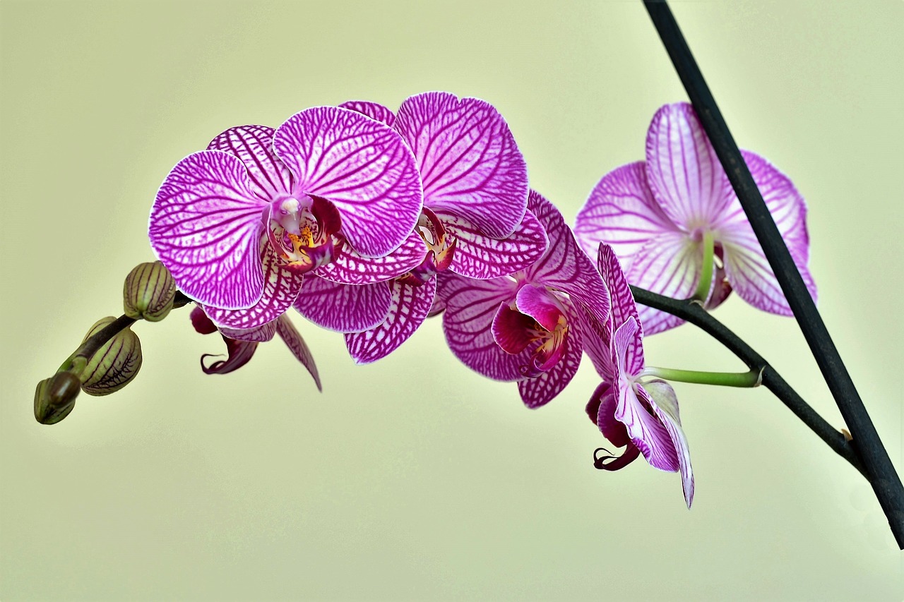 orchid lila flower free photo