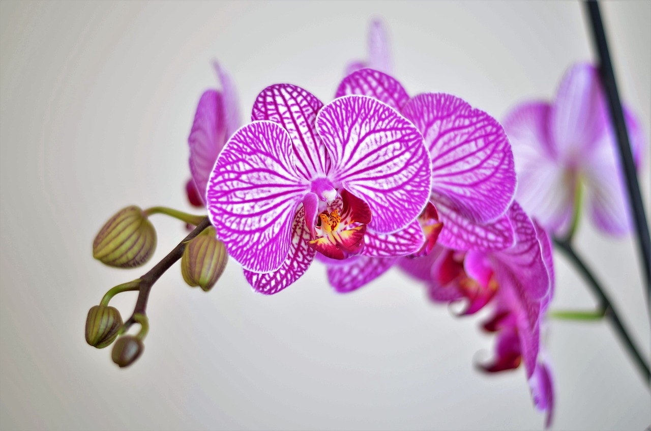 orchid lila flower free photo