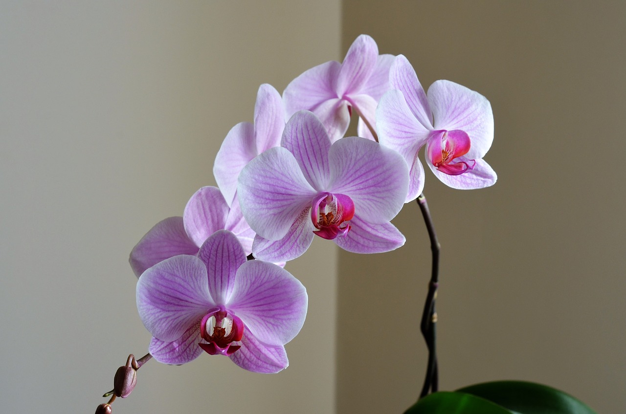 orchid lila flower free photo