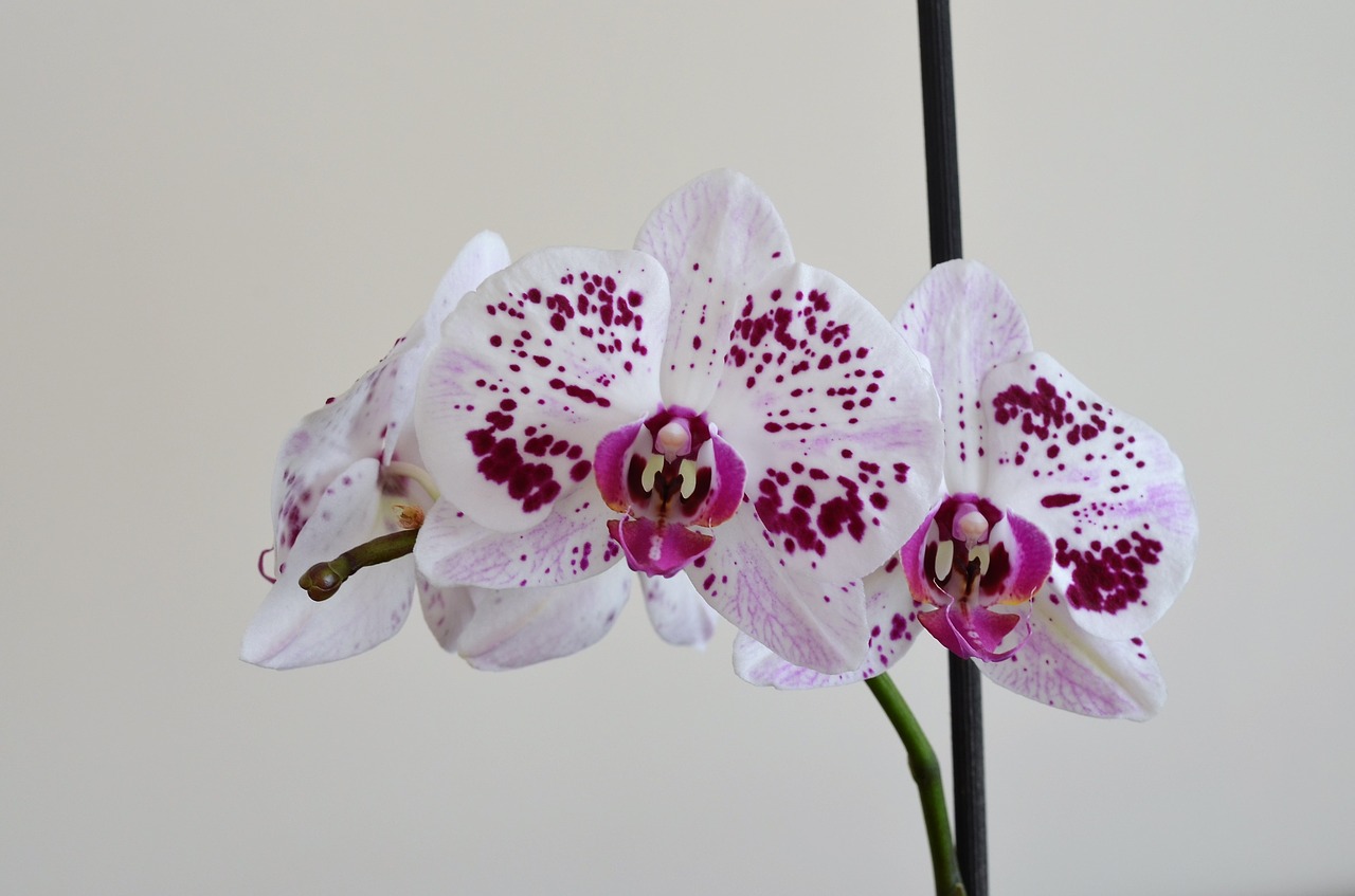 orchid lila flower free photo