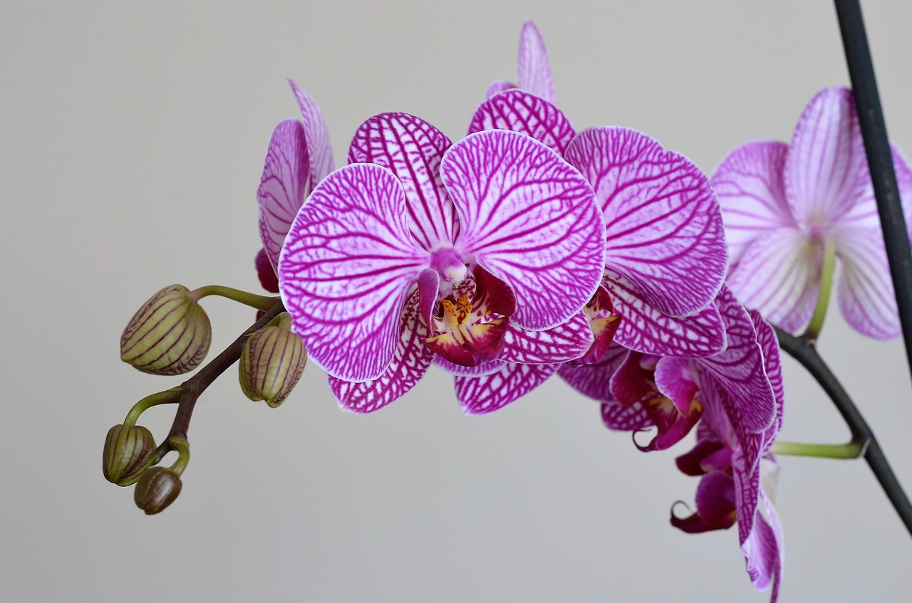 orchid lila flower free photo