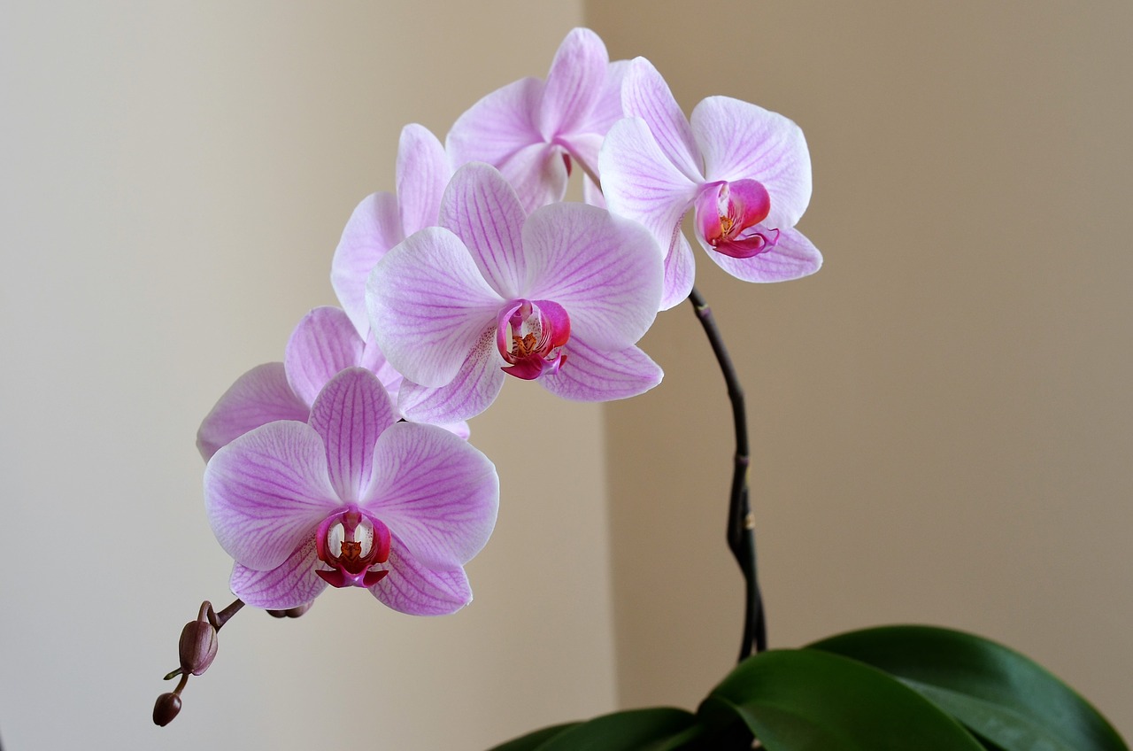 orchid lila flower free photo