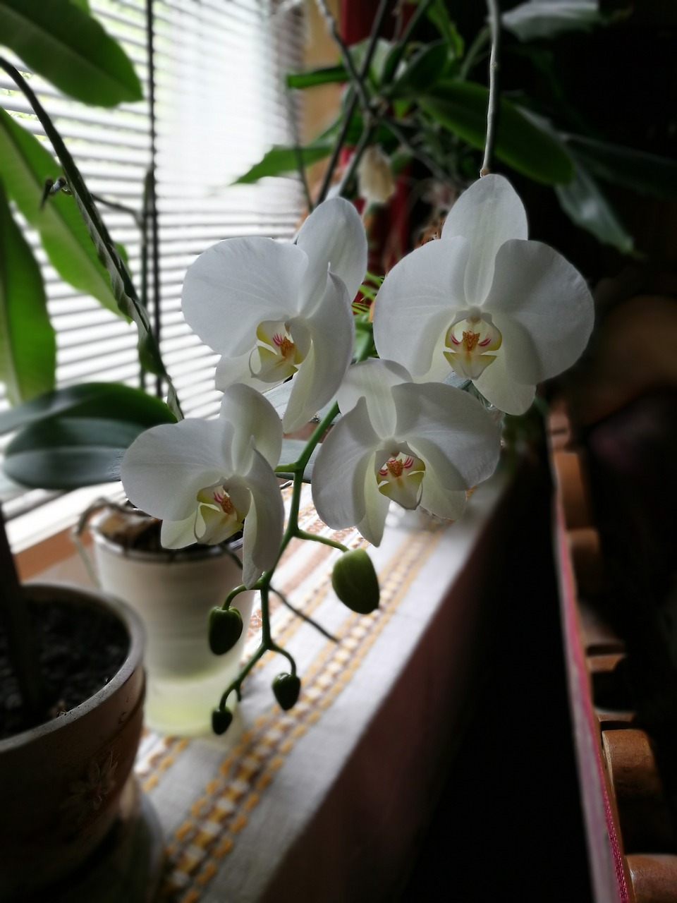 orchid home plant free photo