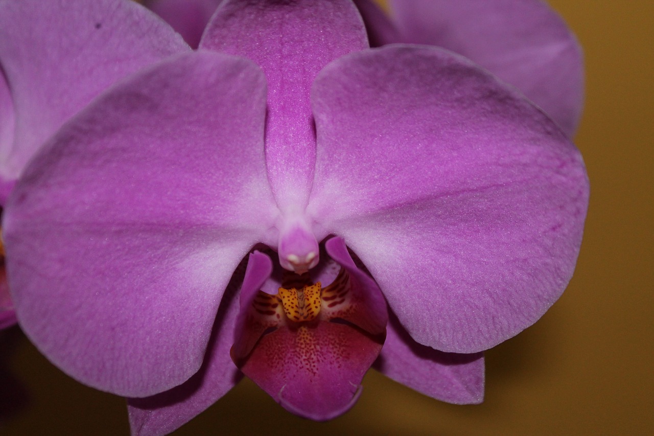 orchid blossom bloom free photo