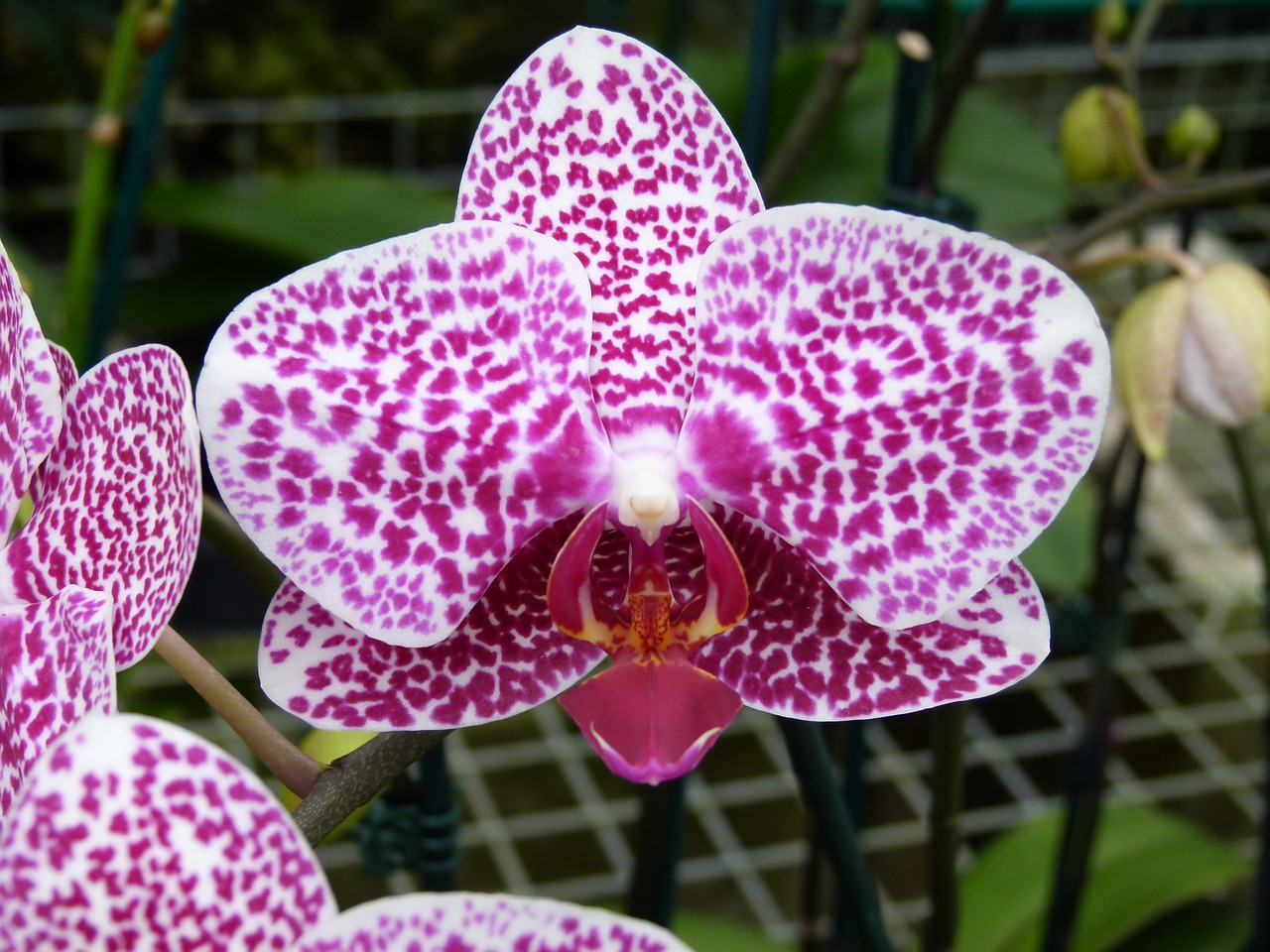 Hazard орхидея фото